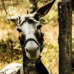 Montanari Agrivillage Отель типа 