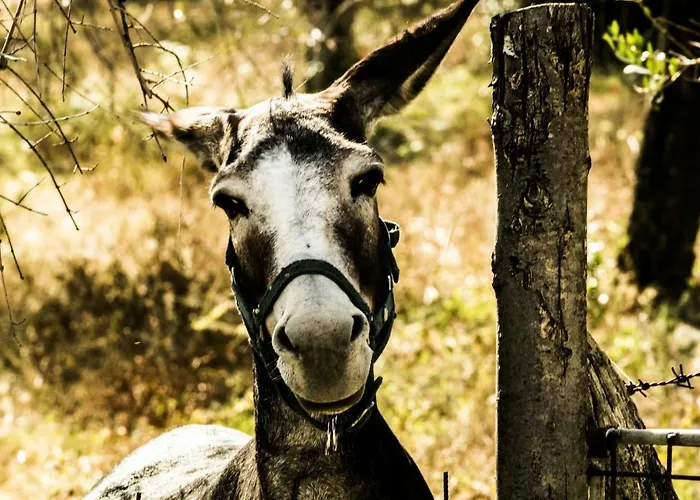 Montanari Agrivillage Отель типа 